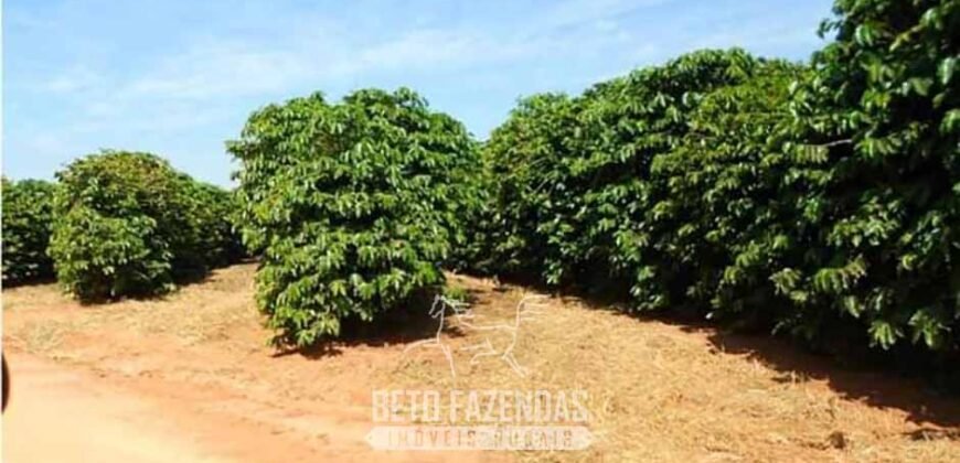 Fazenda de Café 2.400 Hectares Certificada para Exportação | Interior de São Paulo