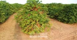 Fazenda de Café 2.400 Hectares Certificada para Exportação | Interior de São Paulo