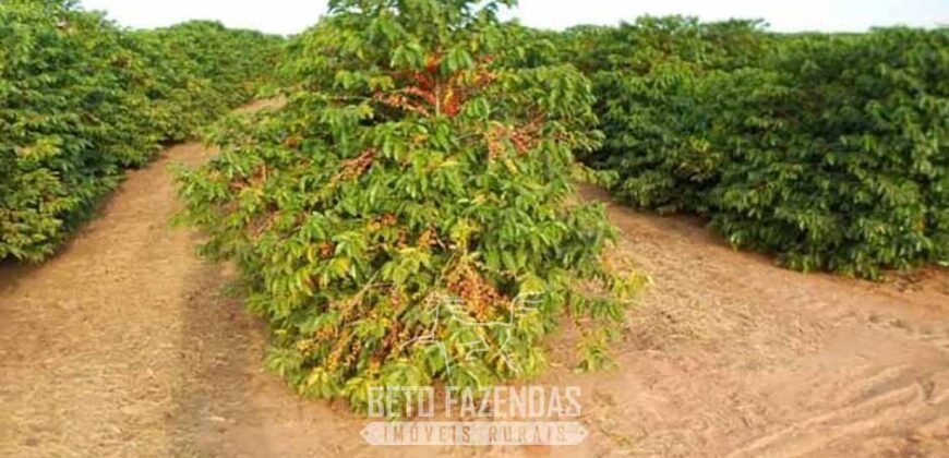 Fazenda de Café 2.400 Hectares Certificada para Exportação | Interior de São Paulo