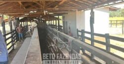 Fazenda à Venda 2.000 Hectares Pecuária Toda Infraestrutura | Pirapora/MG