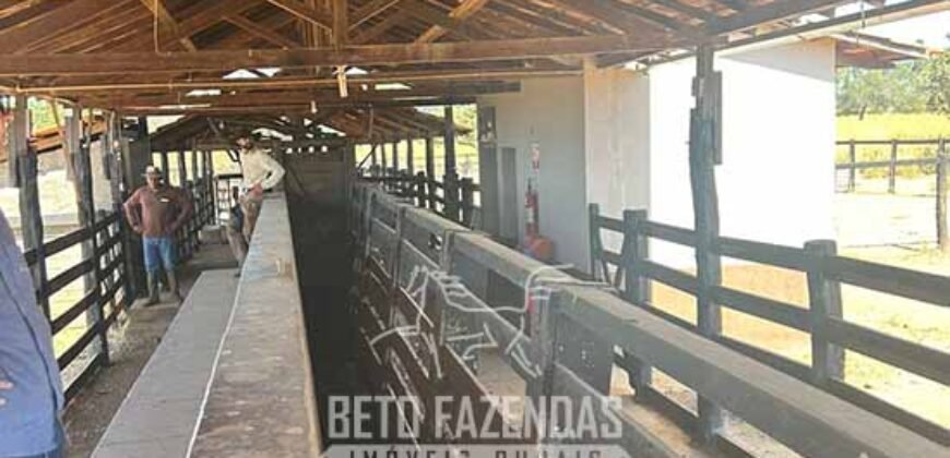 Fazenda à Venda 2.000 Hectares Pecuária Toda Infraestrutura | Pirapora/MG