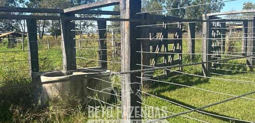 Fazenda à Venda 2.000 Hectares Pecuária Toda Infraestrutura | Pirapora/MG