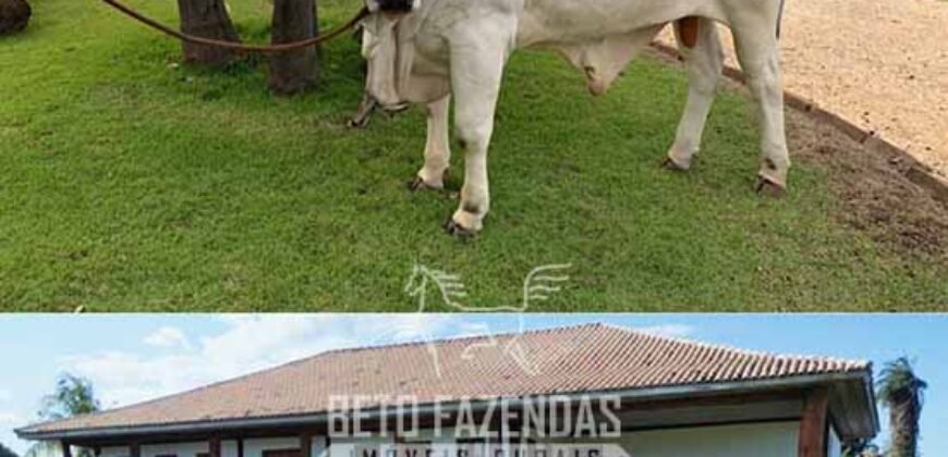 Fazenda à Venda 2.000 Hectares Pecuária Toda Infraestrutura | Pirapora/MG