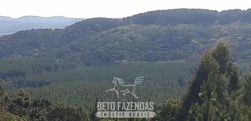 Fazenda à Venda 3.199 Hectares Florestal e Pecuária | Rio Grande do Sul