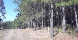 Fazenda à Venda 3.199 Hectares Florestal e Pecuária | Rio Grande do Sul