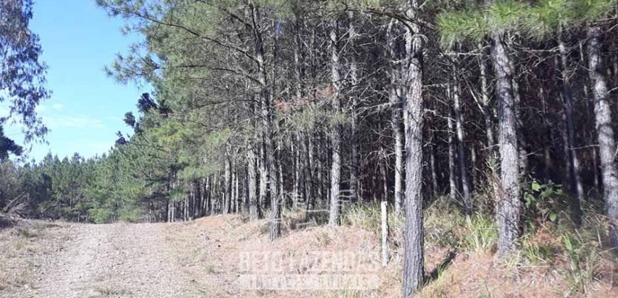 Fazenda à Venda 3.199 Hectares Florestal e Pecuária | Rio Grande do Sul