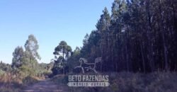 Fazenda à Venda 3.199 Hectares Florestal e Pecuária | Rio Grande do Sul
