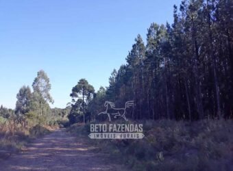 Fazenda à Venda 3.199 Hectares Florestal e Pecuária | Rio Grande do Sul
