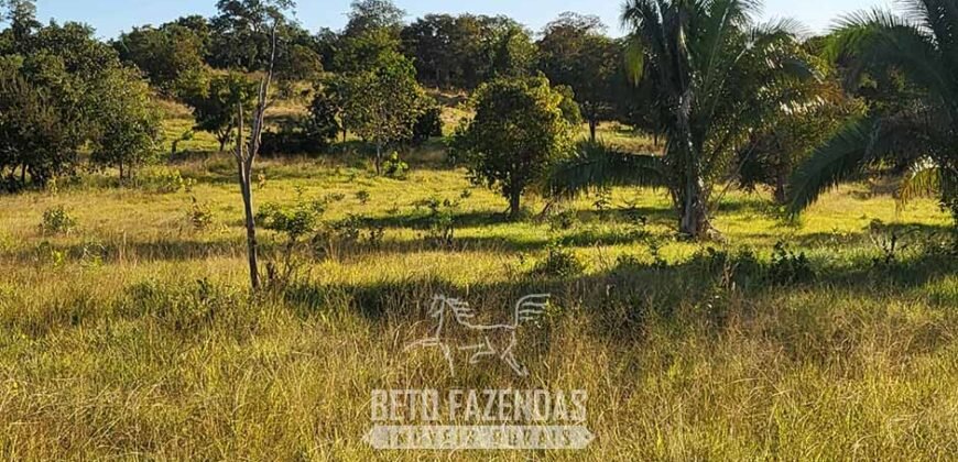 Fazenda à Venda 3.199 Hectares Florestal e Pecuária | Rio Grande do Sul
