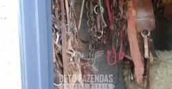 Fazenda à Venda 3.199 Hectares Florestal e Pecuária | Rio Grande do Sul