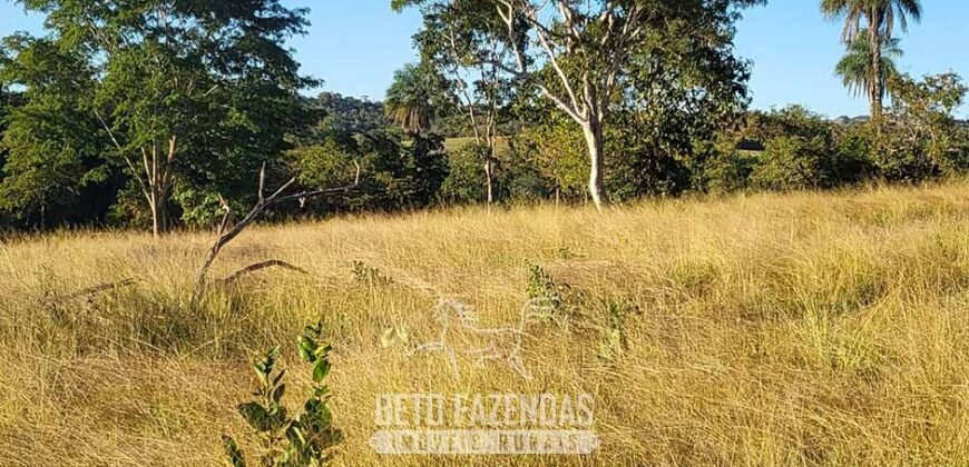 Fazenda à Venda 3.199 Hectares Florestal e Pecuária | Rio Grande do Sul