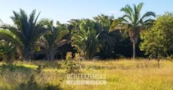 Fazenda à Venda 3.199 Hectares Florestal e Pecuária | Rio Grande do Sul
