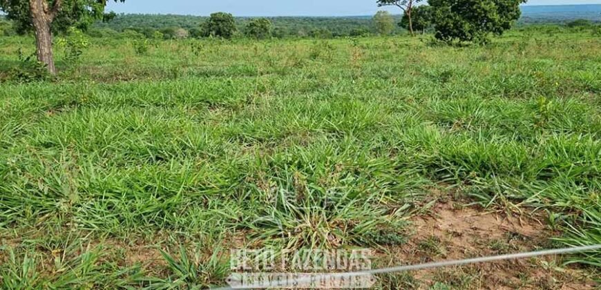 Fazenda à Venda 3.199 Hectares Florestal e Pecuária | Rio Grande do Sul