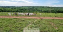 Fazenda à Venda 3.199 Hectares Florestal e Pecuária | Rio Grande do Sul