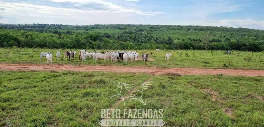 Fazenda à Venda 3.199 Hectares Florestal e Pecuária | Rio Grande do Sul