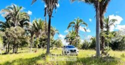 Fazenda à Venda 3.199 Hectares Florestal e Pecuária | Rio Grande do Sul
