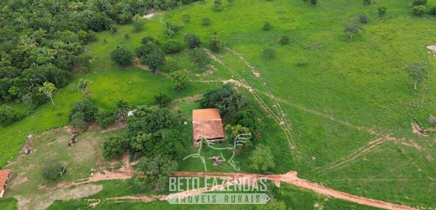 Fazenda à Venda 3.199 Hectares Florestal e Pecuária | Rio Grande do Sul