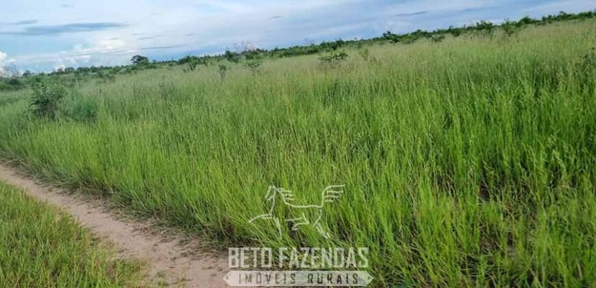 Fazenda à Venda 3.199 Hectares Florestal e Pecuária | Rio Grande do Sul