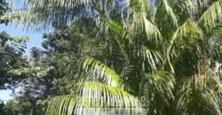 Sítio à Venda 23.000 m² 100% por Estrada Asfaltada e Cimentada em Glicério | Macaé/RJ