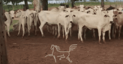 Fazenda à Venda 1.911 Hectares Aptidão para Plantio de Soja Porteira Fechada | Buritizeiro/MG