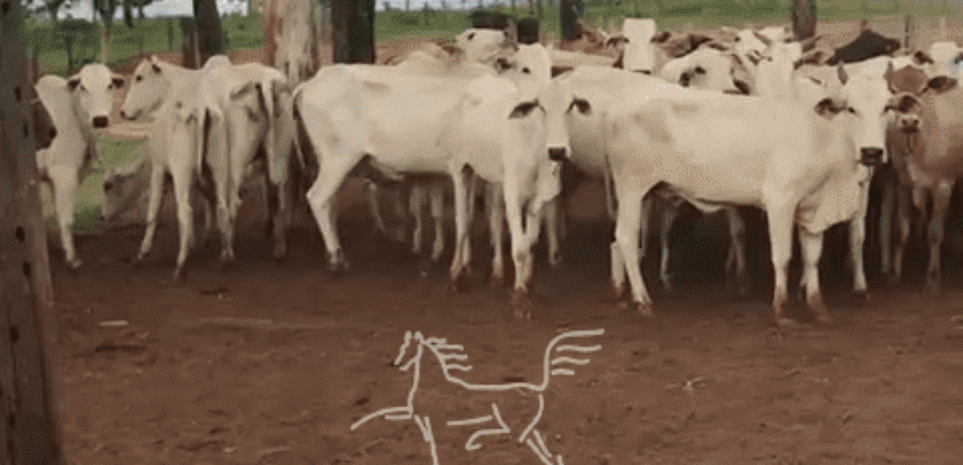 Fazenda à Venda 1.911 Hectares Aptidão para Plantio de Soja Porteira Fechada | Buritizeiro/MG