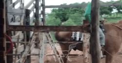 Fazenda à Venda 1.911 Hectares Aptidão para Plantio de Soja Porteira Fechada | Buritizeiro/MG