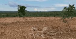 Fazenda à Venda 1.911 Hectares Aptidão para Plantio de Soja Porteira Fechada | Buritizeiro/MG