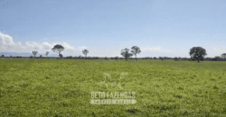 Fazenda à Venda  4.849 Hectares Dupla Aptidão Pecuária Elite | Formosa/ GO