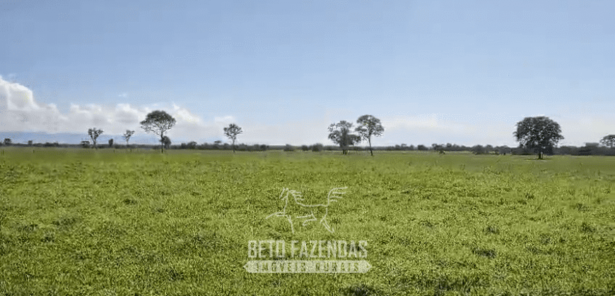 Fazenda à Venda  4.849 Hectares Dupla Aptidão Pecuária Elite | Formosa/ GO