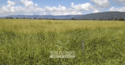 Fazenda à Venda  4.849 Hectares Dupla Aptidão Pecuária Elite | Formosa/ GO