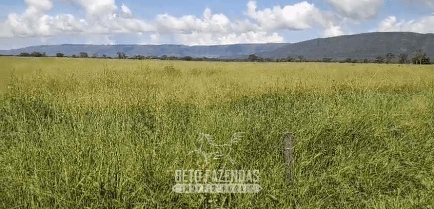 Fazenda à Venda  4.849 Hectares Dupla Aptidão Pecuária Elite | Formosa/ GO