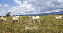 Fazenda à Venda  4.849 Hectares Dupla Aptidão Pecuária Elite | Formosa/ GO