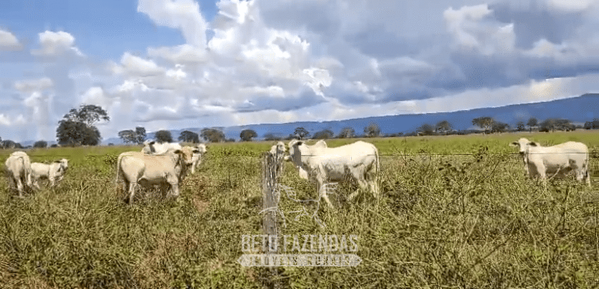 Fazenda à Venda  4.849 Hectares Dupla Aptidão Pecuária Elite | Formosa/ GO