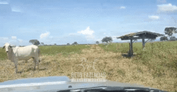 Fazenda à Venda  4.849 Hectares Dupla Aptidão Pecuária Elite | Formosa/ GO