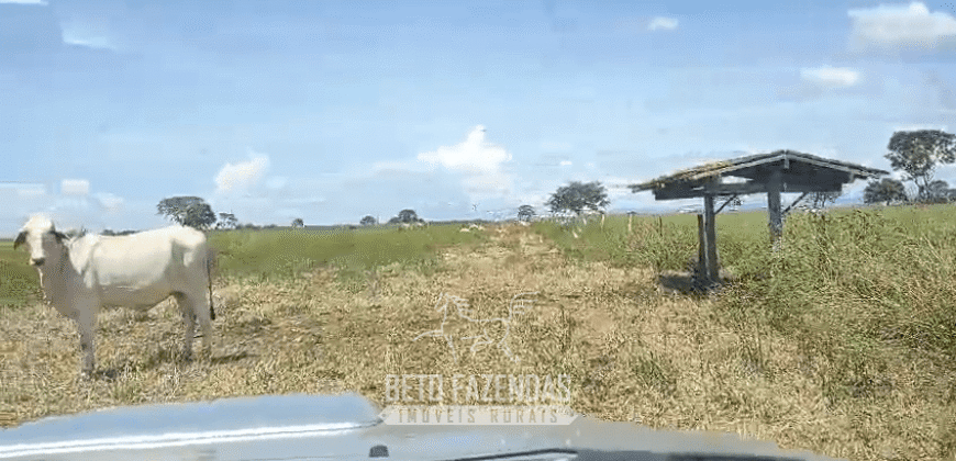 Fazenda à Venda  4.849 Hectares Dupla Aptidão Pecuária Elite | Formosa/ GO