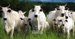 Frigorífico Bovino à Venda 86.000 m² com Projeto de Expanão Aprovado | Aquidauana/MS