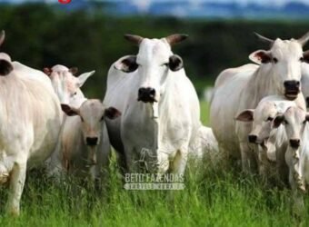 Frigorífico Bovino à Venda 86.000 m² com Projeto de Expanão Aprovado | Aquidauana/MS