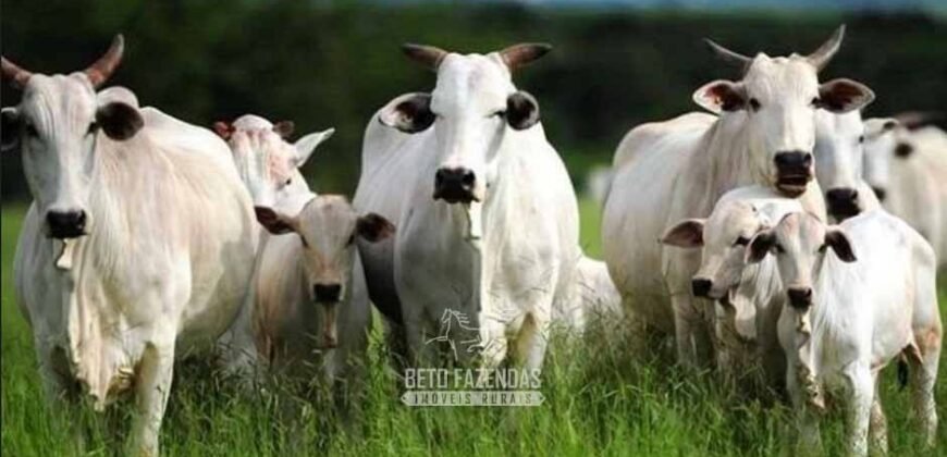 Frigorífico Bovino à Venda 86.000 m² com Projeto de Expanão Aprovado | Aquidauana/MS