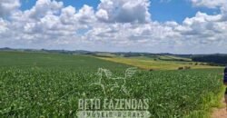 Fazenda à Venda 544 Alqueires de Alta Produtividade entre Itapira e Mogi Mirim/SP