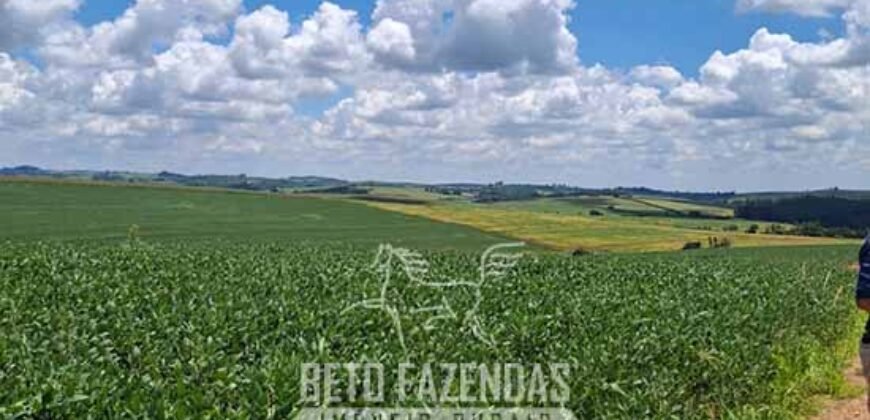 Fazenda à Venda 544 Alqueires de Alta Produtividade entre Itapira e Mogi Mirim/SP