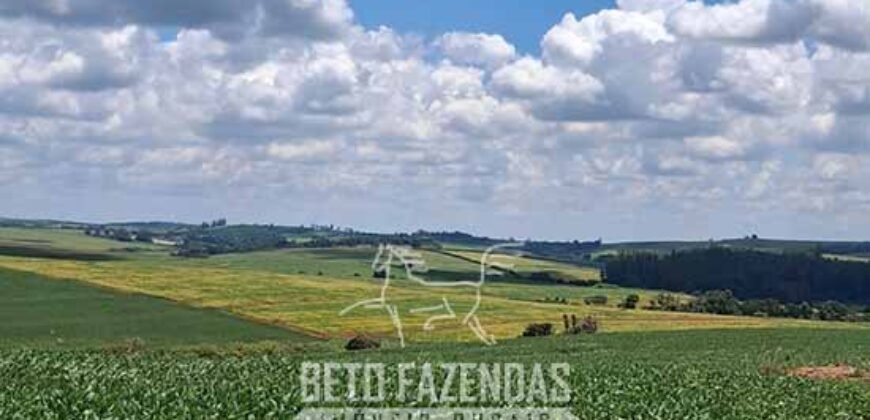 Fazenda à Venda 544 Alqueires de Alta Produtividade entre Itapira e Mogi Mirim/SP