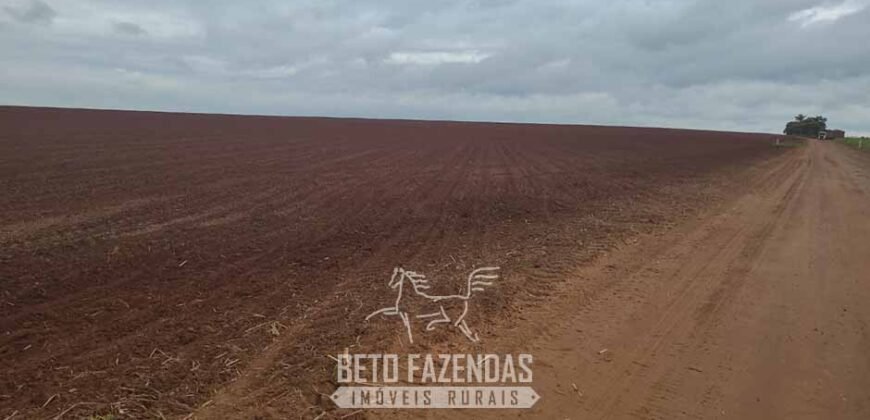 Fazenda à Venda 486 Alqueires com Logística Premium e Solo de Alta Classe | São Manuel/SP