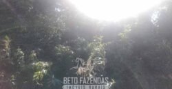 Fazenda à Venda 486 Alqueires com Logística Premium e Solo de Alta Classe | São Manuel/SP