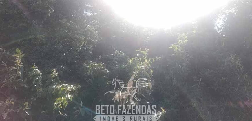 Fazenda à Venda 486 Alqueires com Logística Premium e Solo de Alta Classe | São Manuel/SP