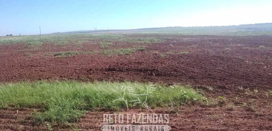 Fazenda à Venda 486 Alqueires com Logística Premium e Solo de Alta Classe | São Manuel/SP