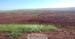 Fazenda à Venda 486 Alqueires com Logística Premium e Solo de Alta Classe | São Manuel/SP