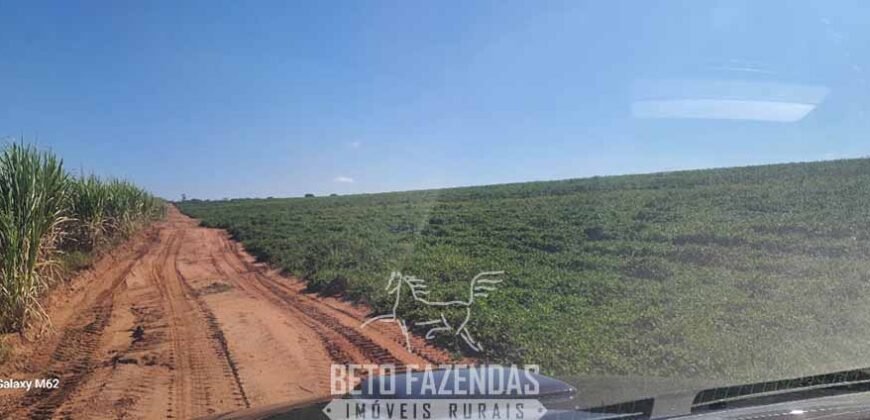 Fazenda à Venda 486 Alqueires com Logística Premium e Solo de Alta Classe | São Manuel/SP