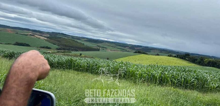 Fazenda à Venda 153 Hectares Excelete Aptidão para Café e Citricultura | Mindurim/MG