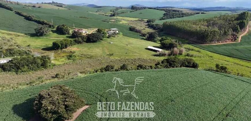 Fazenda à Venda 153 Hectares Excelete Aptidão para Café e Citricultura | Mindurim/MG