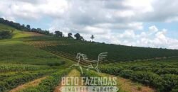 Fazenda à Venda 153 Hectares Excelete Aptidão para Café e Citricultura | Mindurim/MG